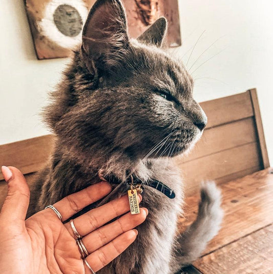 Custom Pet ID Tag
